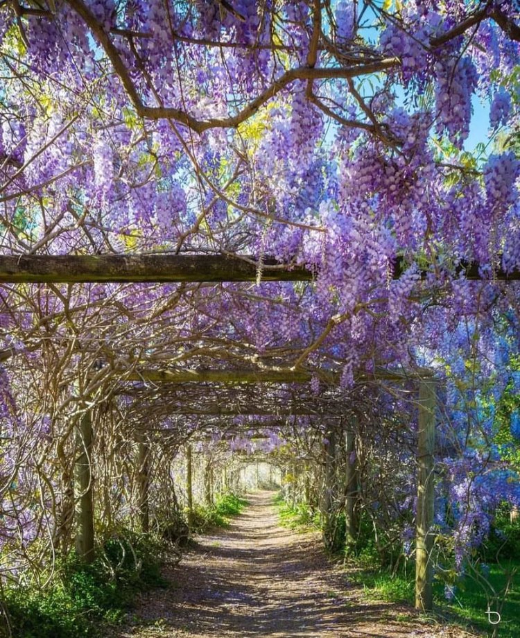 wisteria walk in chatswood in bloom