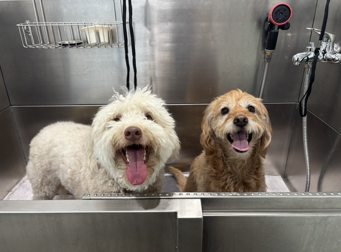 The Dog Parlour The Dog Parlour